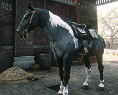 Corbeau in stable